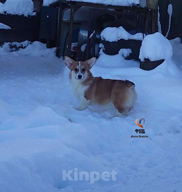 Собаки в Москве: Девочка сказка Вельш корги пемброк  Девочка, 55 000 руб. - фото 1