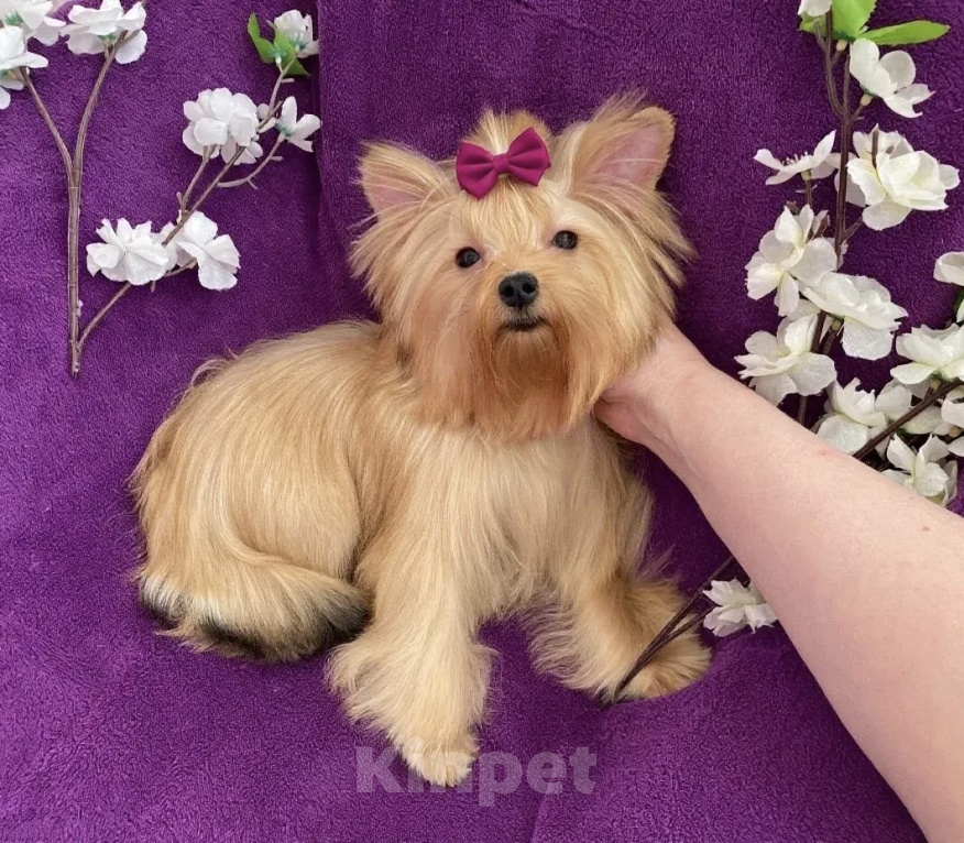 Собаки в Москве: Микро йорк девочка рыжая голддаст подрощенная Девочка, 80 000 руб. - фото 9