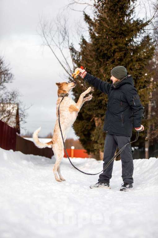 Собаки в других городах Московской области: Привет, я Сильвестр :) Мальчик, Бесплатно - фото 5