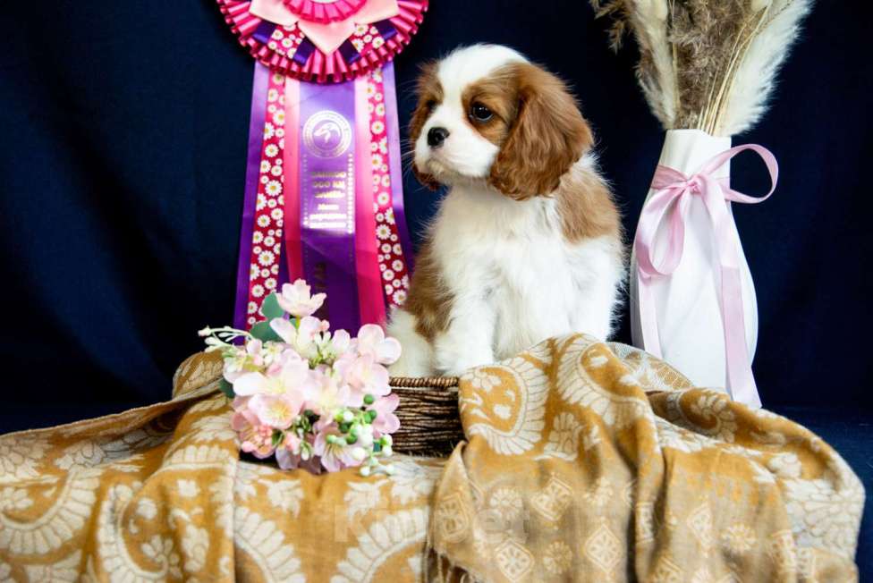 Собаки в Электростали: Девочка кавалер кинг чарльз спаниель Девочка, 150 000 руб. - фото 1