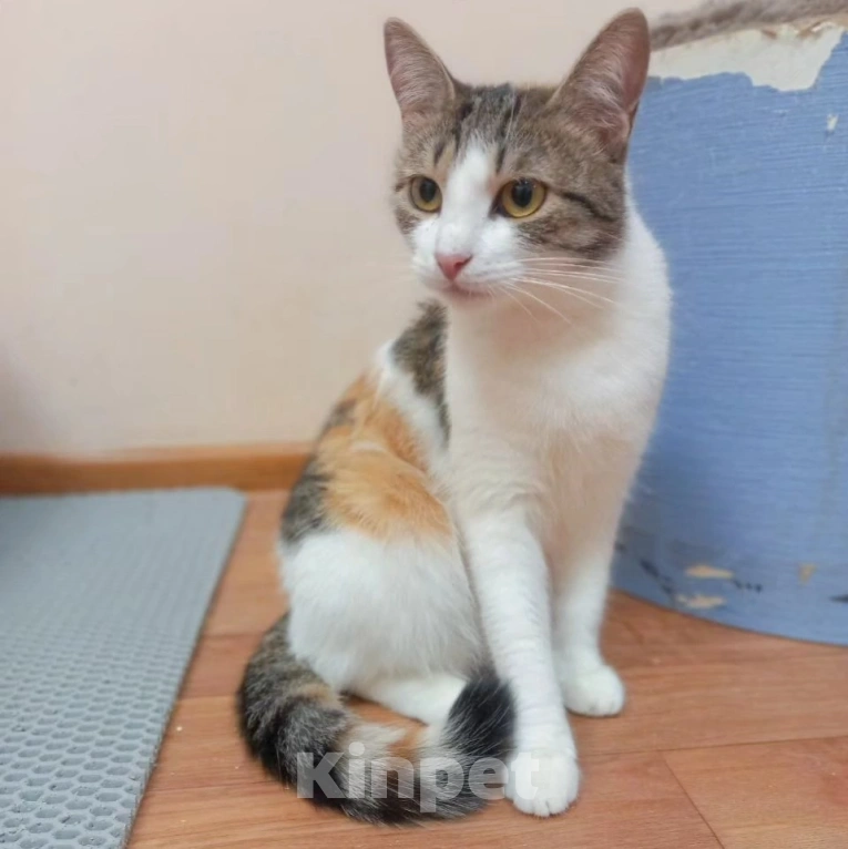 Кошки в Москве: Трехцветная ласковая Мила очень хочет домой Девочка, Бесплатно - фото 2