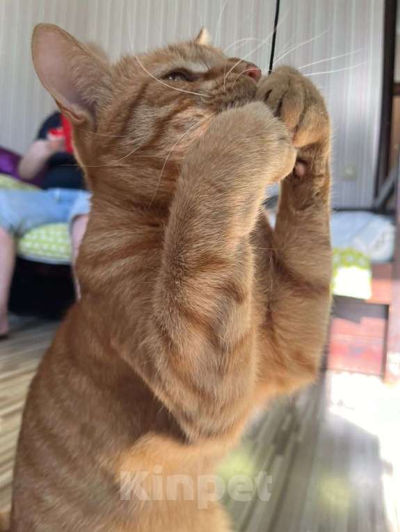 Кошки в Москве: Ищем дом для Солнышка Мальчик, Бесплатно - фото 6