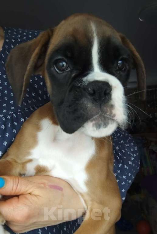 Собаки в Екатеринбурге: Девочка немецкий боксёр Девочка, 55 000 руб. - фото 3