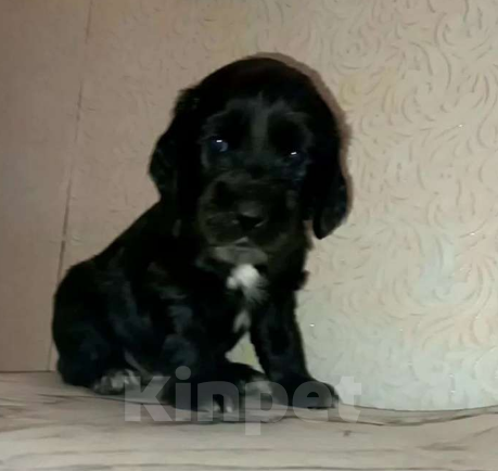 Собаки в Челябинске: Три девочки и один мальчик Мальчик, 6 000 руб. - фото 2