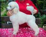 Собаки в Малоярославце: Пудель средний белый щенок Мальчик, Бесплатно - фото 8