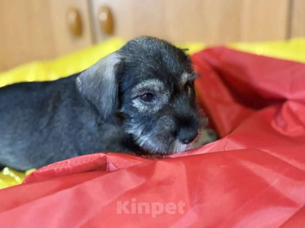 Собаки в Казани: Миттельшнауцер детки Девочка, 40 000 руб. - фото 1