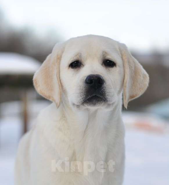Собаки в Задонске: Девочка Лабрадора Мальчик, 70 000 руб. - фото 1