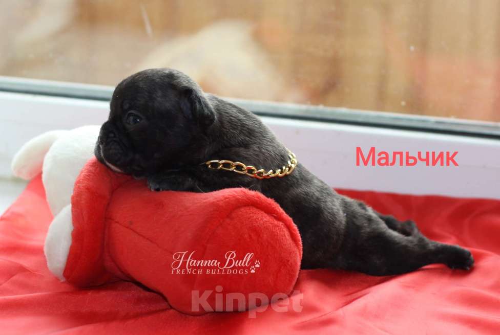 Собаки в Москве: Щенки французского бульдога от чемпионов Разнополые, 30 000 руб. - фото 8