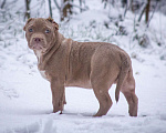 Собаки в других городах Московской области: Американский Булли стандарт Мальчик, 130 000 руб. - фото 6