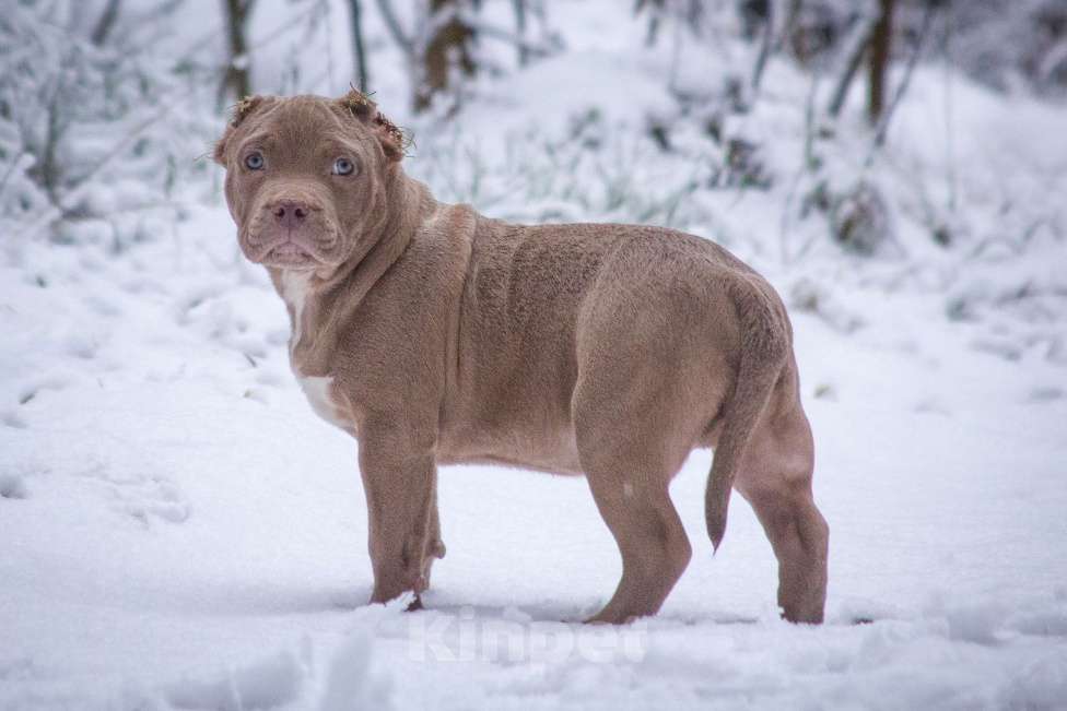 Собаки в других городах Московской области: Американский Булли стандарт Мальчик, 130 000 руб. - фото 6