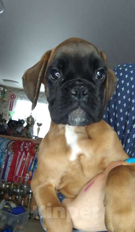 Собаки в Екатеринбурге: Девочка немецкий боксер Девочка, 60 000 руб. - фото 5