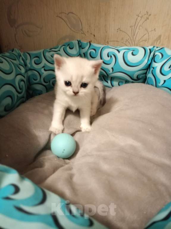 Кошки в Москве: Шотландский которебëнок Девочка, 20 000 руб. - фото 3