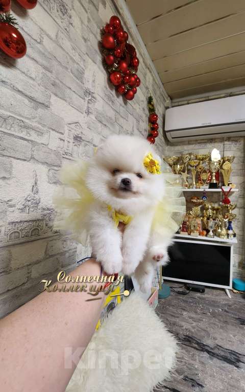Собаки в Москве: Девочка померанского шпица из племенного питомника РКФ Девочка, Бесплатно - фото 3