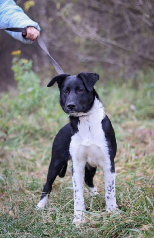 Собаки в Москве: Лане нужен дом  Девочка, Бесплатно - фото 2