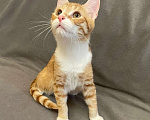 Кошки в Санкт-Петербурге: Яркий рыжик ищет дом Мальчик, Бесплатно - фото 3