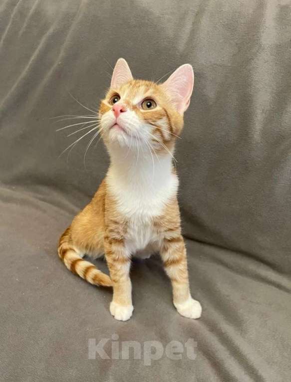 Кошки в Санкт-Петербурге: Яркий рыжик ищет дом Мальчик, Бесплатно - фото 3