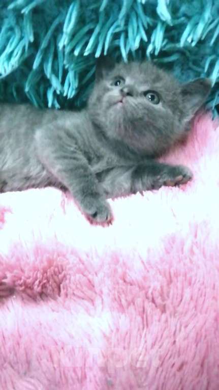 Кошки в Москве: Шотландские котята  Девочка, 8 000 руб. - фото 4