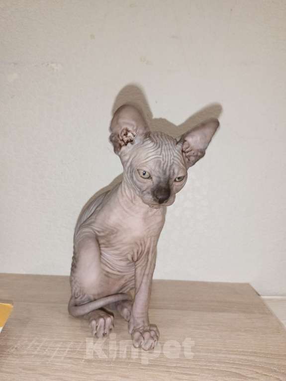 Кошки в Москве: Мальчик шоколад  Мальчик, 30 000 руб. - фото 3