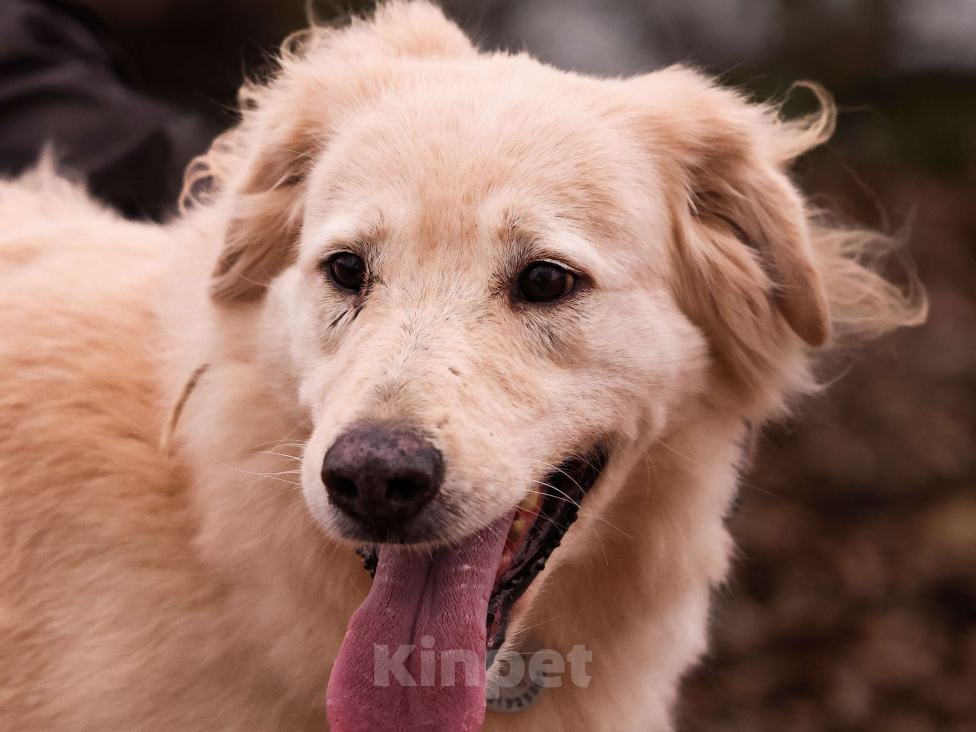 Собаки в Москве: Золотистый ретривер в добрые руки Девочка, Бесплатно - фото 6