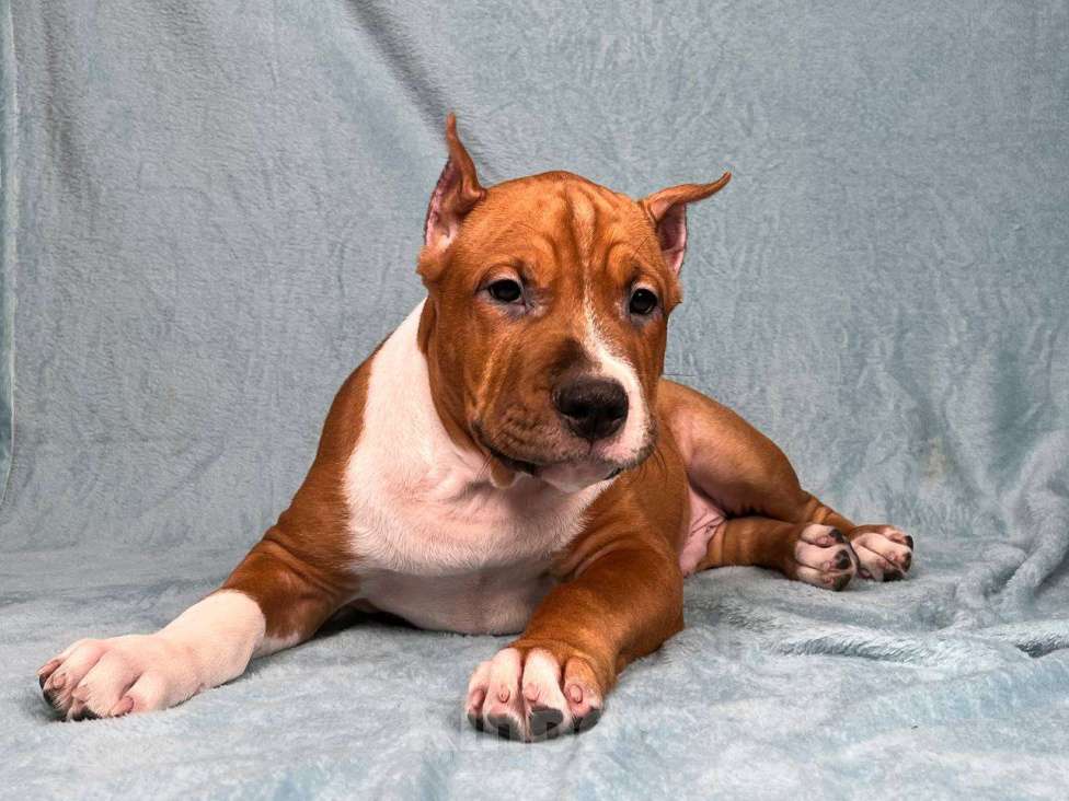 Собаки в Москве: Яркий малыш амстаффа Мальчик, 80 000 руб. - фото 2