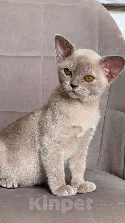 Кошки в Калининграде: Котенок. Европейская бурма. Питомник Девочка, 85 000 руб. - фото 5