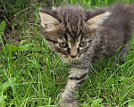 Кошки в Туле: Котята в добрые руки Девочка, Бесплатно - фото 1