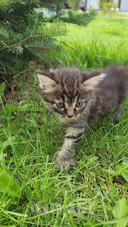 Кошки в Туле: Котята в добрые руки Девочка, Бесплатно - фото 1