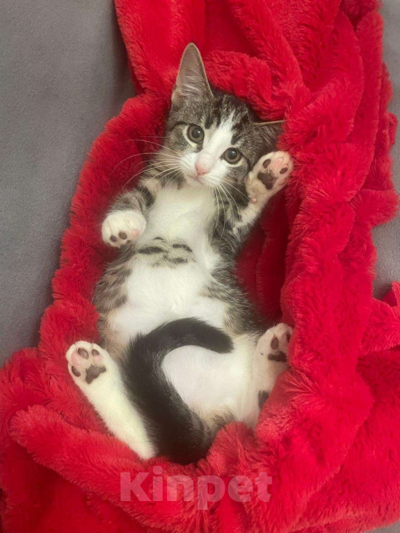 Кошки в Санкт-Петербурге: Забавная малютка Наточка Девочка, Бесплатно - фото 4