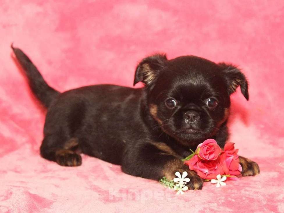 Собаки в Санкт-Петербурге: Очаровательный щенок  Девочка, 80 000 руб. - фото 4