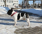 Собаки в Саранске: Породный бульдог для вязки, 1 руб. - фото 2