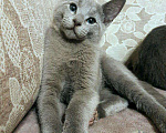 Кошки в Москве: Русские голубые котята, 45 000 руб. - фото 7