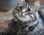 Кошки в Кувшиново: Кот Барсик ищет добрых хозяев, Бесплатно - фото 3