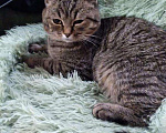 Кошки в Гагарине: Котята в добрые руки, 100 руб. - фото 3