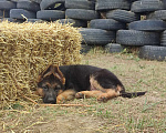Собаки в Челябинске: В продаже щенки немецкой овчарки, 45 000 руб. - фото 3