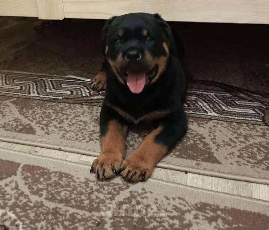 Собаки в других городах Тульской области: Щенок Ротвейлера Девочка, Бесплатно - фото 5