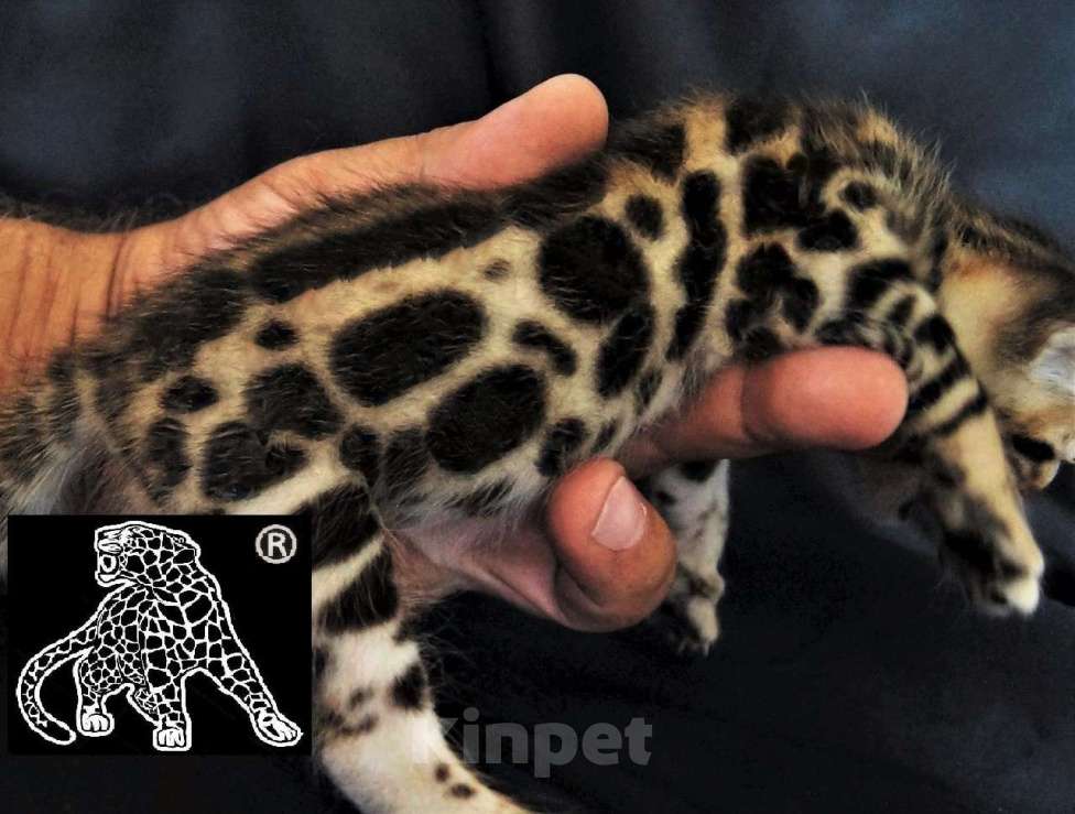 Кошки в Владивостоке: Бенгальский котенок. Профессиональный питомник Девочка, Бесплатно - фото 2