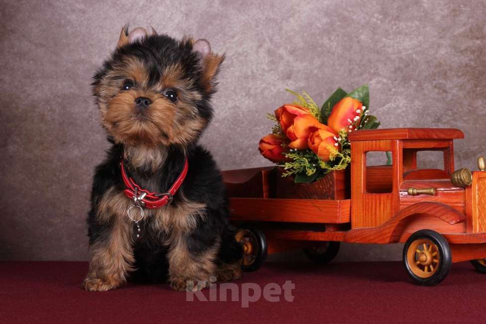 Собаки в Москве: Йоркширский курносый  красавчик Ярослав  РКФ Мальчик, 45 000 руб. - фото 4