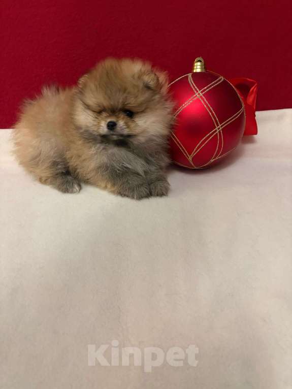 Собаки в Москве: Померанский шпиц-  Мальчики  Медвежата Мальчик, 30 000 руб. - фото 3