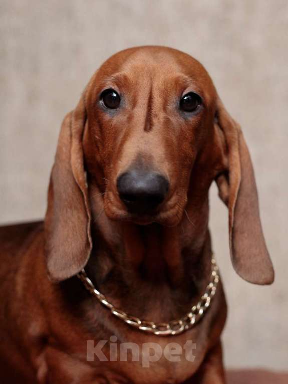 Собаки в Ельце: щенок таксы Мальчик, 33 000 руб. - фото 1