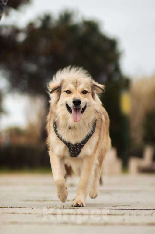 Собаки в Москве: Белкин 2,5 года ищет дом. Мальчик, Бесплатно - фото 1