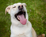 Собаки в Солнечногорске: Жизнерадостная, ласковая девчонка. Семейная собака Девочка, Бесплатно - фото 8