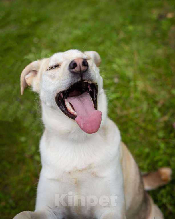 Собаки в Солнечногорске: Жизнерадостная, ласковая девчонка. Семейная собака Девочка, Бесплатно - фото 8