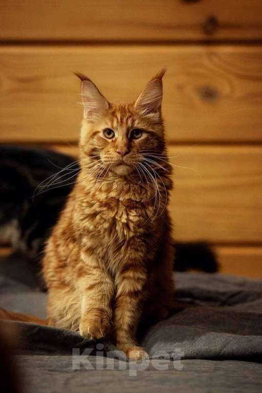 Кошки в Москве: Мейн-кун котенок красный солид Мальчик, 80 000 руб. - фото 1