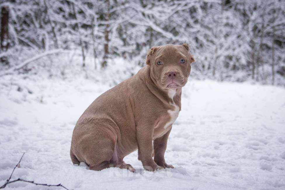 Собаки в других городах Московской области: Американский Булли стандарт Мальчик, 130 000 руб. - фото 8