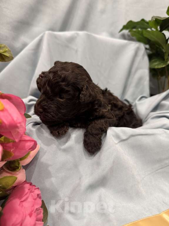 Собаки в Краснодаре: Той-пудель Разнополые, Бесплатно - фото 3