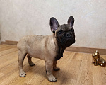 Собаки в Москве: Щенки Французского бульдога Мальчик, 50 000 руб. - фото 4