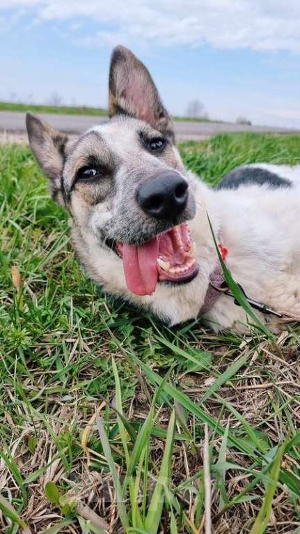 Собаки в Москве: Молодой метис овчарки Рей в добрые руки Мальчик, 1 руб. - фото 4
