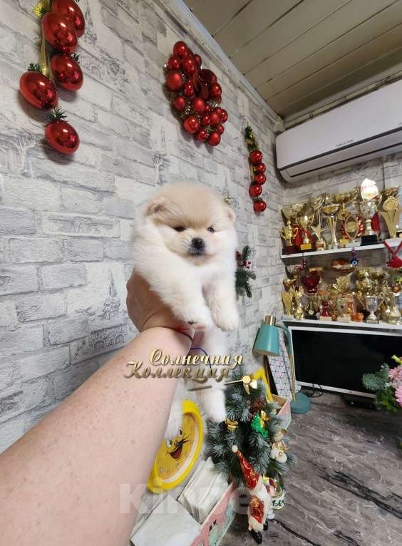 Собаки в Москве: Шпиц померанский девочка в медвежьем типе РКФ Девочка, Бесплатно - фото 3