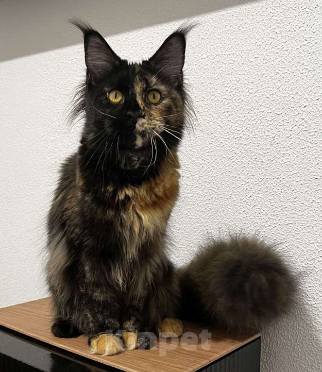 Кошки в Пятигорске: Питомник Affectionate miracle  Девочка, Бесплатно - фото 3