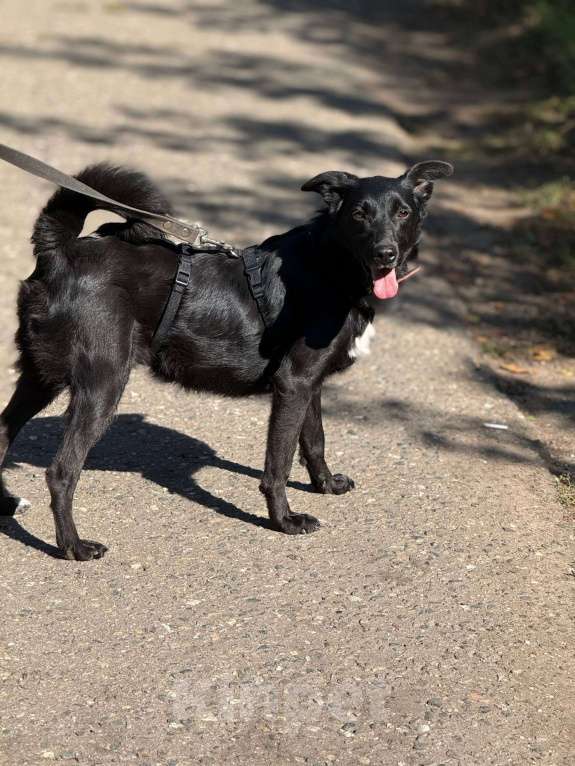 Собаки в Москве: Малышка Мята в добрые руки Девочка, Бесплатно - фото 8